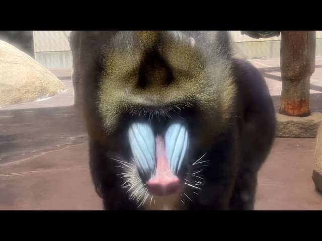 zoo and firework fet