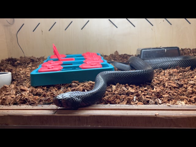 Puzzle Feeder with Montoya