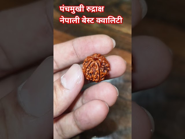 Best Quality Nepali Five Mukhi Rudraksha 🙏🙏 #shreeshivampujastore #shiv #rudraksh #shivshankar