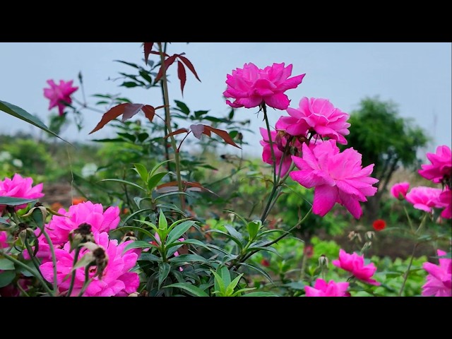 Relaxing music helps you relieve stress after a day's work. Peaceful melodies and natural scenery.