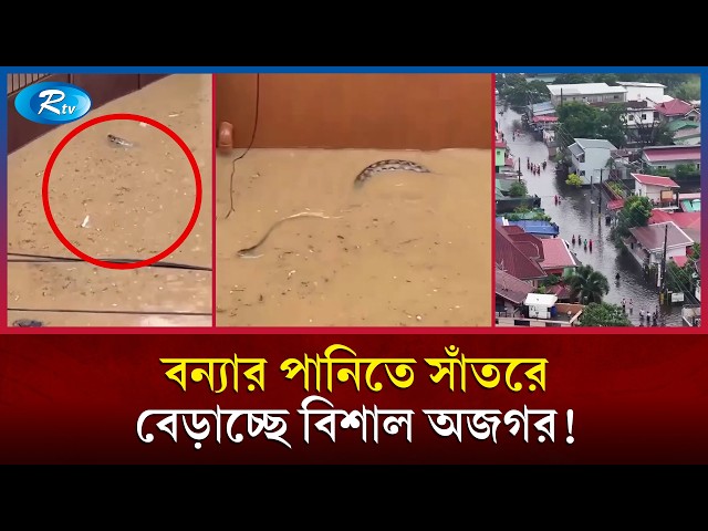 বন্যার পানির মধ্যেই হঠাৎ ভেসে উঠল বিশাল অজগর! | Python | Rtv News