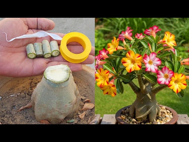 Adenium Multiple Grafting Technique | Easiest Graft On Desert Rose Plant 