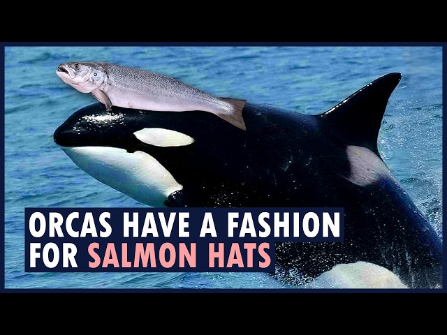 Why do wild orcas wear DEAD FISH as hats? | ANIMAL FADS