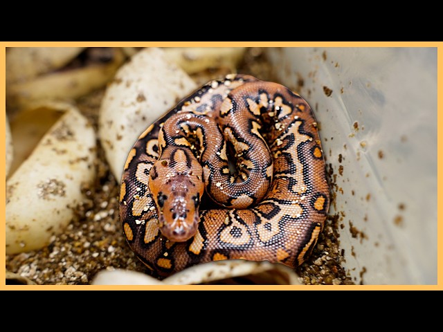 Shed Testing and New Hatchlings! What Could They Be?!