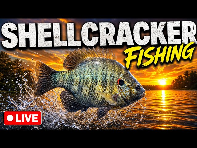 Kissimmee Special is Shellcracker Fishing live!