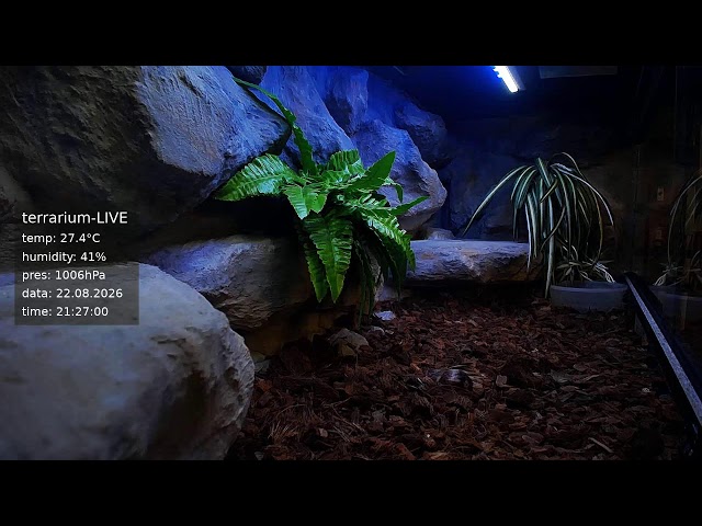 terrarium-LIVE 🔴 22/08/2026 🐍 Ball Python Regius Snake