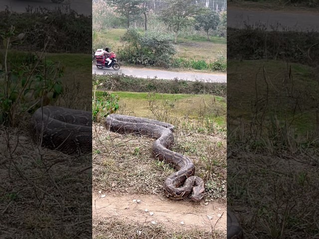 This Anaconda snake in the real life #snake #anaconda #amazonian #nagin #python