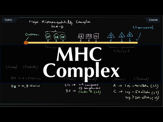 MHC Gene Complex Explained | MHC Gene Organization, Class I, Class II & Class III | Immunology