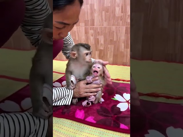𝘽𝙖𝙗𝙮 𝙢𝙤𝙣𝙠𝙚𝙮 𝙘𝙖𝙣'𝙩 𝙩𝙖𝙠𝙚 𝙣𝙚𝙬 𝙗𝙖𝙗𝙮🐒  #babymonky #babyanimal #primiatemonkey #capcut #babymonkey #cute
