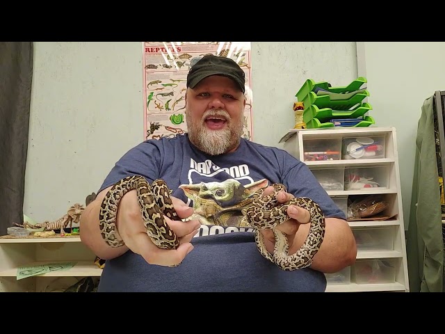 Tiny Giant Pythons!!!