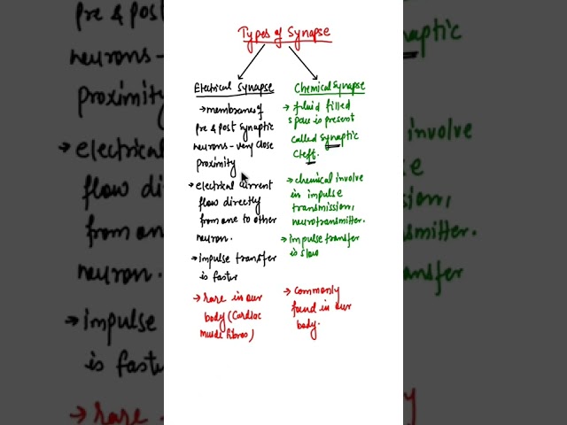 Electrical Synapse in hindi/Chemical Synapse in hindi #shorts #neuralcontrolandcoordination