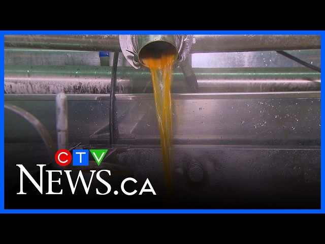Grocery stores subject of lawsuit for selling sugar cane cut maple syrup