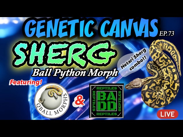 GENETIC CANVAS- SHERG BALL PYTHON MORPH SHOWCASE, Ft. BADD REPTILES & QBALL MORPHS +🥚CUTTING!- EP73