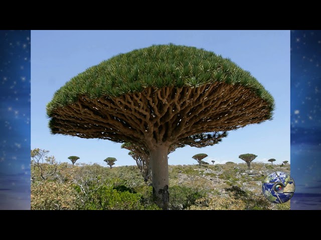 10 ALBERI PIU' BELLI AL MONDO