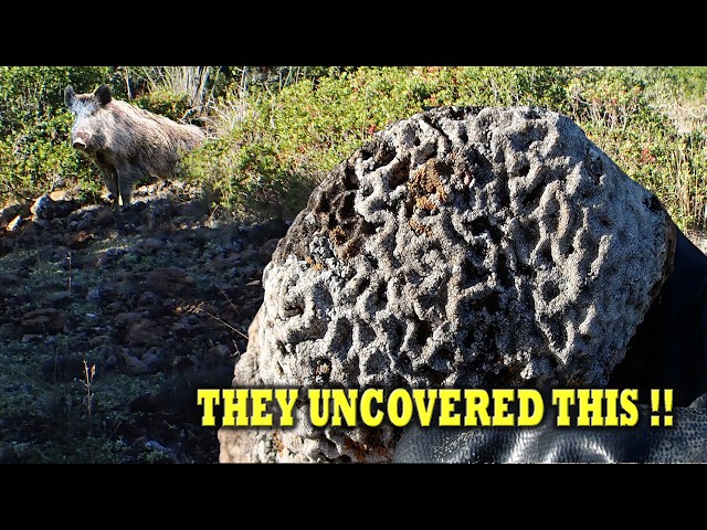 Wild Boars Uncovered These Incredible Fossils! Rare Brain Coral Discovery #FossilHunting #Fossil