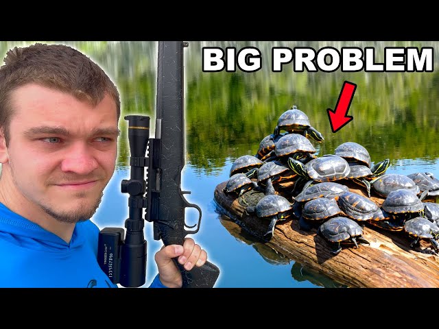 This Pond is INFESTED with Turtles!
