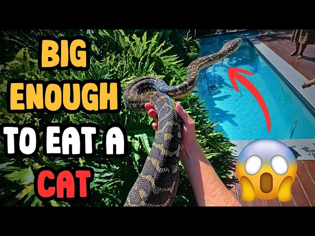 One Of the BIGGEST Pythons I've Ever Caught