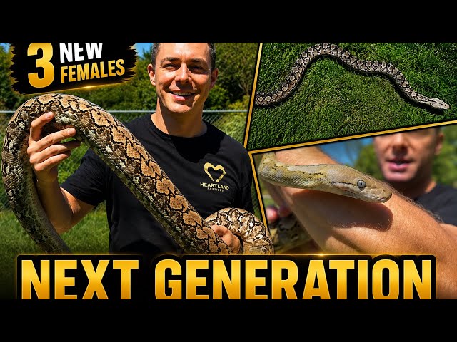 Building the Next Generation | Three Incredible Super Dwarf Females
