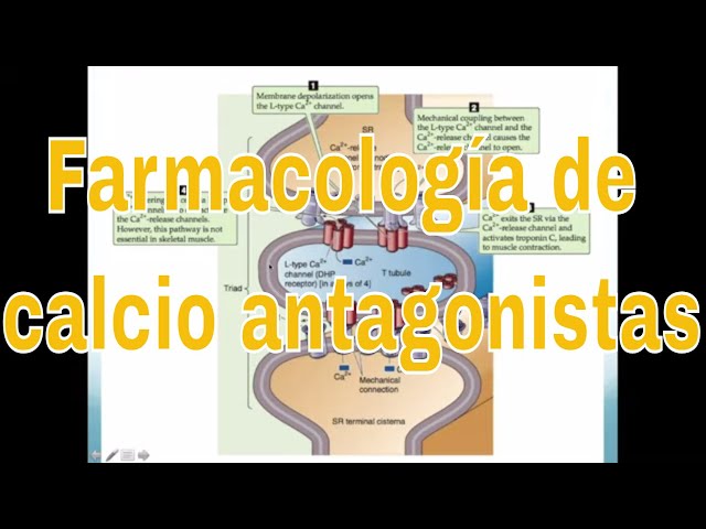 Pharmacology of Amlodipine, Diltiazem, and Other Calcium Channel Blockers