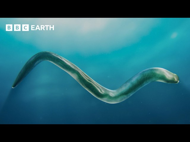 The ‘New Animal’ That Changed Everything | Evolution | BBC Earth Science