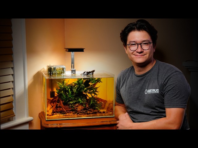 Adding Blue Neon Rasboras to my 10 Gallon Java Fern Scape