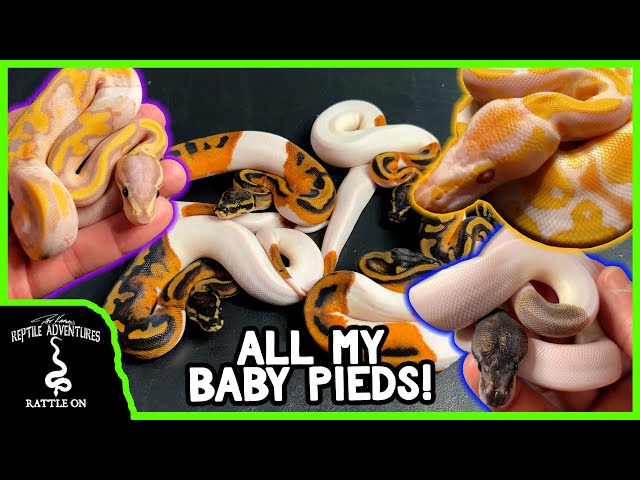 ALL MY BABY PIED BALL PYTHONS! (What I hatched this year)