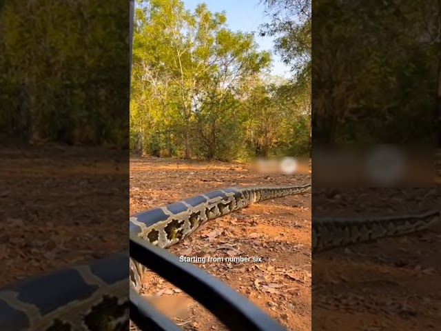 Top 6 Biggest Snakes Ever Recorded 🐍🌍 | Giant Snakes #TopSix #Wildlife #Nature