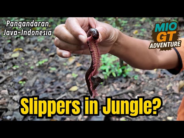 Scorpions and Slippers? Panganderan Indonesia Scooter Touring!