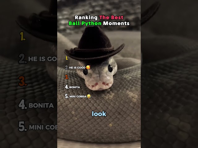 Ranking The Best Ball Python Moments