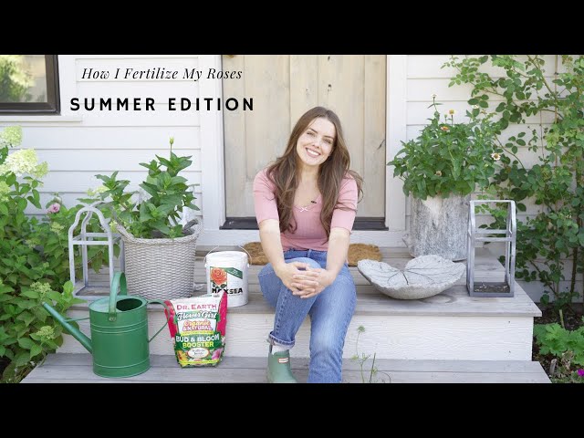 How I Fertilize My Roses in The Summer