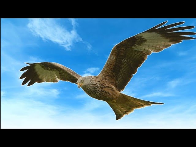 Cómo identificar rapaces en vuelo 🔺3° parte🔻mini documental