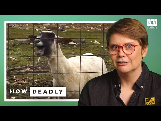How Deadly Are Sheep? Funniest and Fiercest Viral Sheep | Dr Ann Jones
