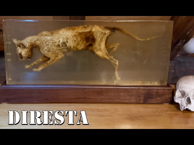 Mummified Cat  Preserved in Epoxy!