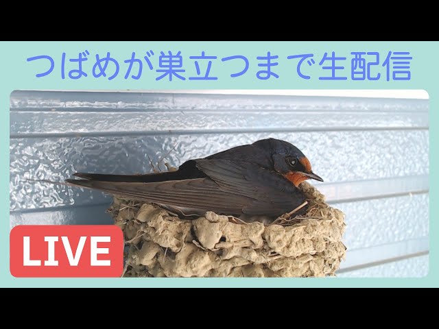 【2026年】つばめが巣立つまでライブ配信　入居待ち