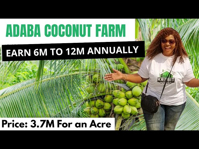 Adaba Hybrid Coconut Farm | Invest in Coconut Farm in Nigeria and Earn Annual Returns ₦6–₦12 Million