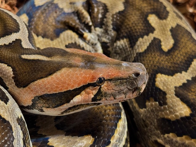 Sri Lankan Python Update: March 11 2026