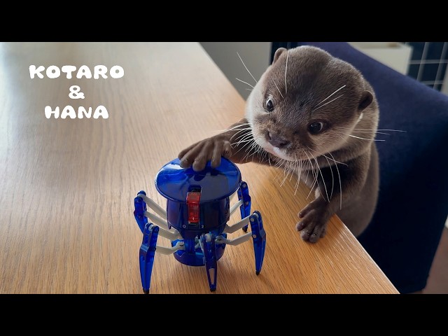 Otters Reunite with Spider Robot after 7 Years