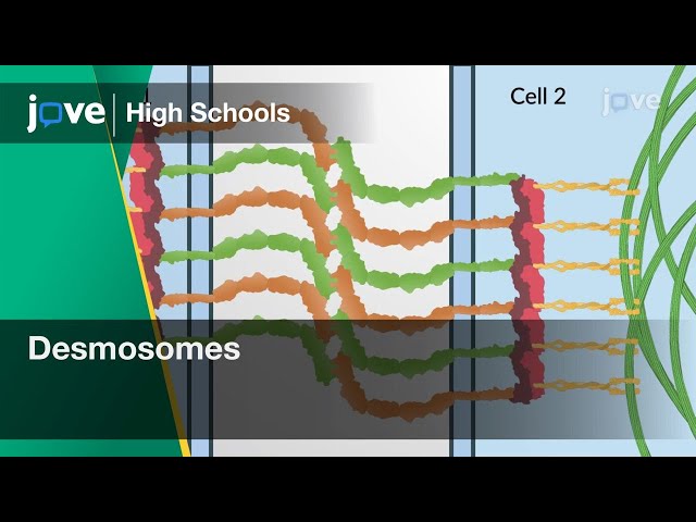 Desmosomes | Cell Bio | Video Textbooks - Preview