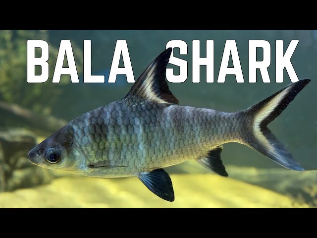 How to Keep Bala Sharks (Complete Care Guide)
