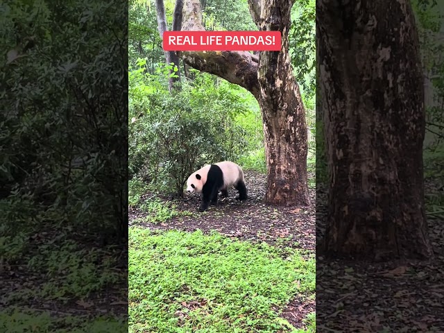I found some real life pandas in Chengdu, China!