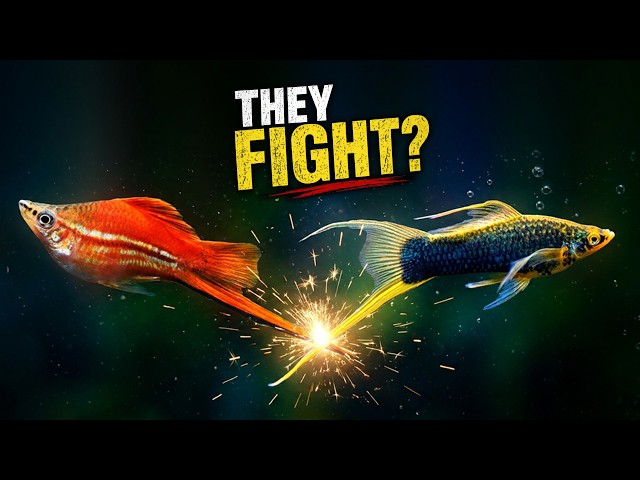 Swordtail Fish: The Beautiful Fish That Used to Fight