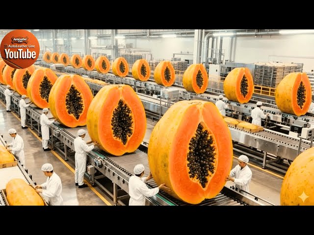 Inside a Modern Papaya Factory: From Farm to Dessert (The Whole Process)