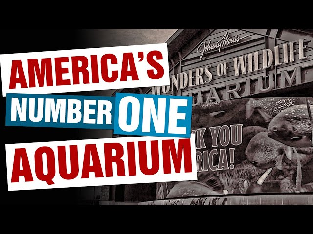 BEST of Springfield, MO: A Look Inside America's Number One Aquarium: The Wonders of Wildlife