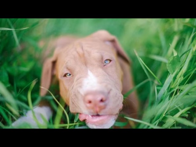 Forensic Medicine confirms Pitbull Zeus caused the death of his owner Alex Bonilla