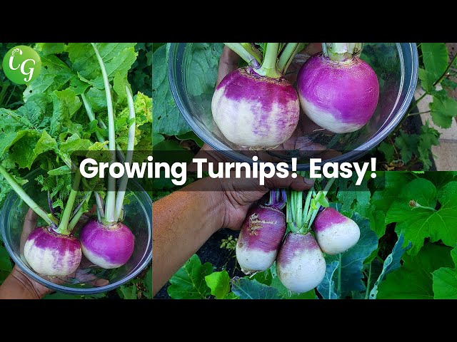 How To Grow Turnips  - Growing Turnip in Raised Beds & Containers