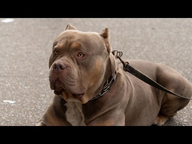 Zeus case: Pitbull dog blamed for owner's death; calls for evaluation