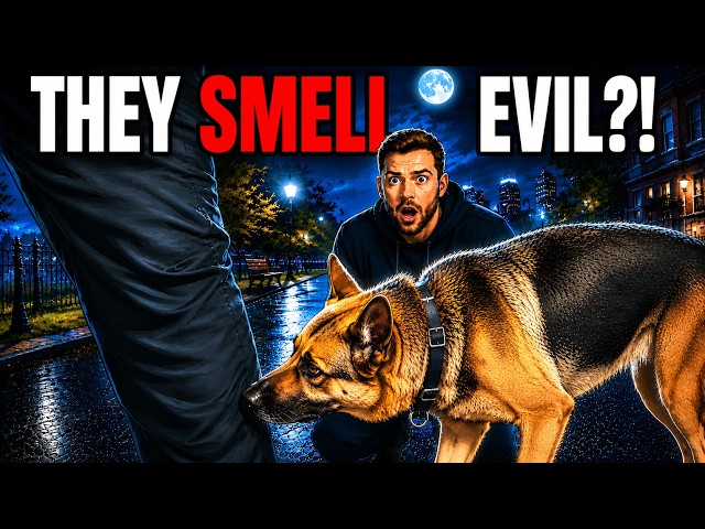 How Dogs Detect a Bad Person? (Science Explained)