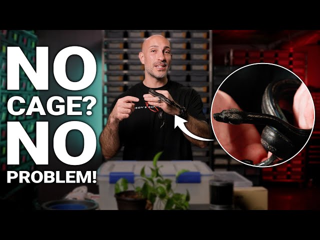 Impulse Bought A Snake? Quick, Safe, Low Cost Enclosure Setup