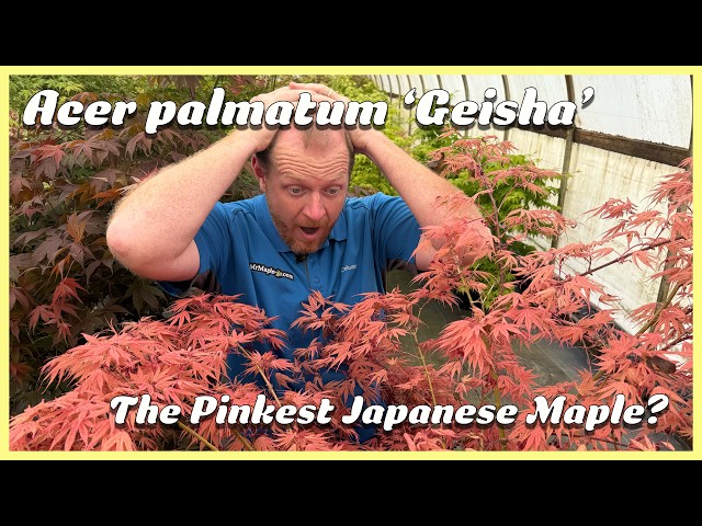 Acer palmatum 'Geisha' Japanese Maple is A PINK MASTERPIECE!