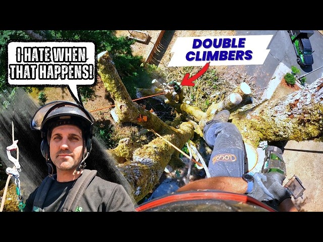 I Completely Underestimated This Huge Maple Removal!